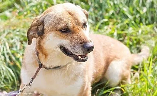 Bunia - Pokaż jej lepszy świat, adoptuj..., Kunde