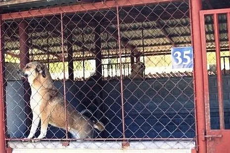 Bunia - Pokaż jej lepszy świat, adoptuj...,  Kunde