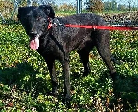SIMBA - starszy, kochany, wyrzucony jak śmierć psiak do adopcji, łódzkie Łódź, Łódzkie, Łódź