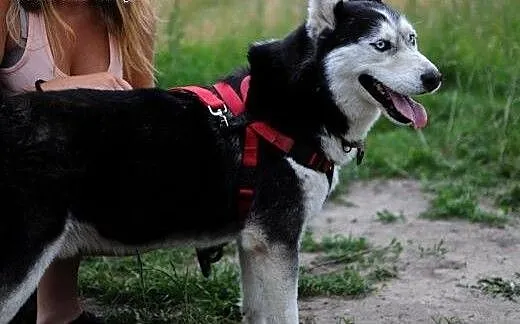 Pozytywny niebieskooki Zeus, HUSKY do adopcji, Ku