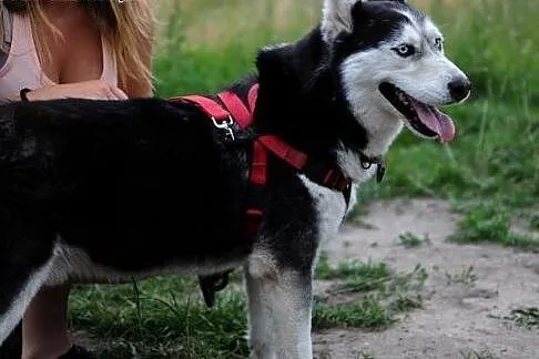 Pozytywny niebieskooki Zeus, HUSKY do adopcji, Kundelki cała Polska