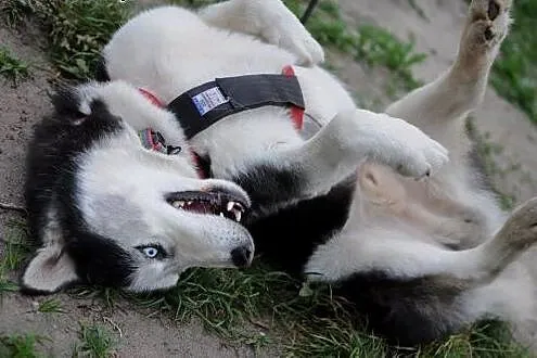 Pozytywny niebieskooki Zeus, HUSKY do adopcji,  Ku