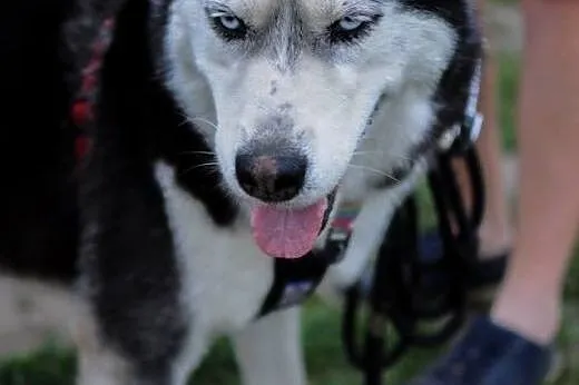 Pozytywny niebieskooki Zeus, HUSKY do adopcji,  Ku
