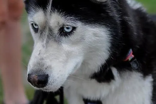 Pozytywny niebieskooki Zeus, HUSKY do adopcji,  Ku