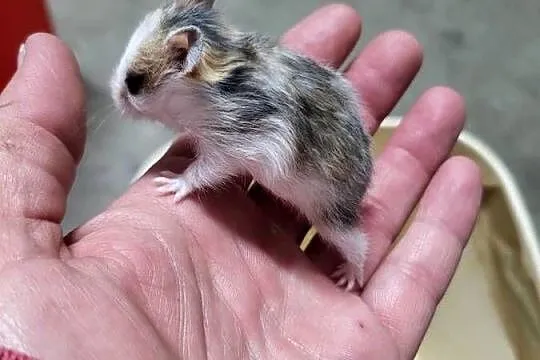 Chomiki syryjskie