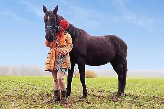Szukam konia do dzierżawy