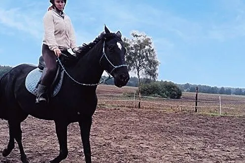 Szukam konia do dzierżawy, , 