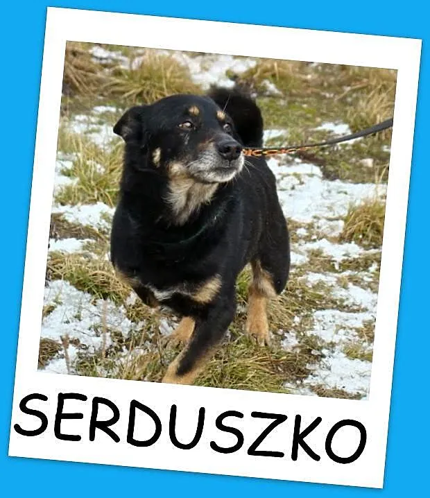 Mały 7 kg,przemiły,przytulaśny SERDUSZKO w typie j