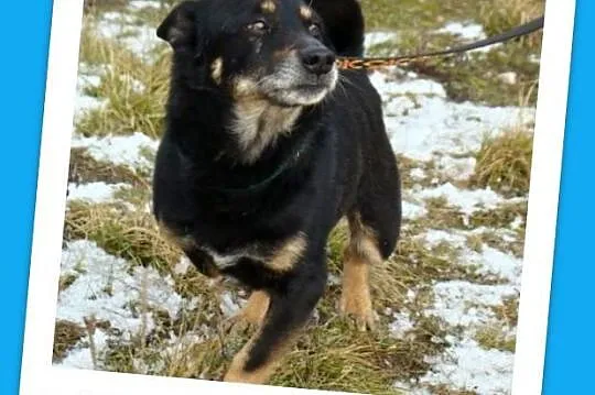 Mały 7 kg,przemiły,przytulaśny SERDUSZKO w typie j