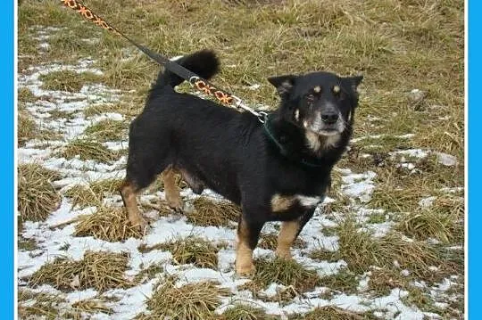 Mały 7 kg,przemiły,przytulaśny SERDUSZKO w typie j