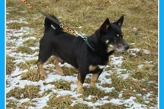 Mały 7 kg,przemiły,przytulaśny SERDUSZKO w typie j