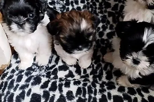 Szczenięta  Shih-tzu