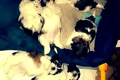Szczenięta  Shih-tzu, Zachodniopomorskie, Chojna