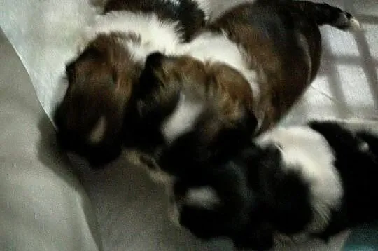 Szczenięta  Shih-tzu, Zachodniopomorskie, Chojna