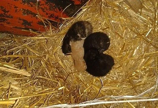 Cztery malutkie kotki szukają domu!, śląskie Żory