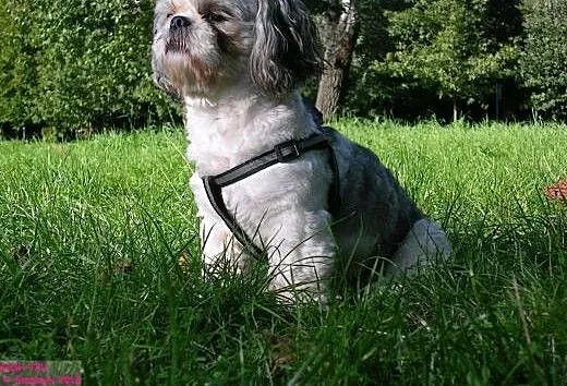 Energiczny i wesoły piesek Shih tzu poszukuje part