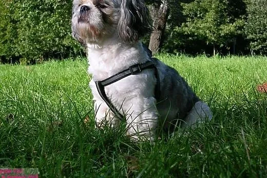 Energiczny i wesoły piesek Shih tzu poszukuje part