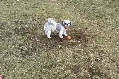 Energiczny i wesoły piesek Shih tzu poszukuje part