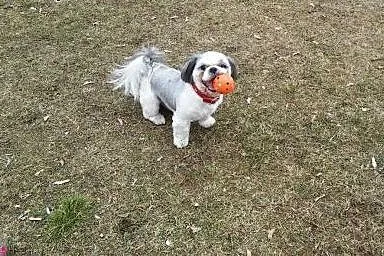Energiczny i wesoły piesek Shih tzu poszukuje part