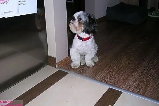 Energiczny i wesoły piesek Shih tzu poszukuje part