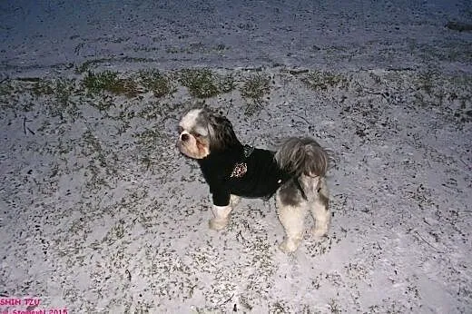 Energiczny i wesoły piesek Shih tzu poszukuje part