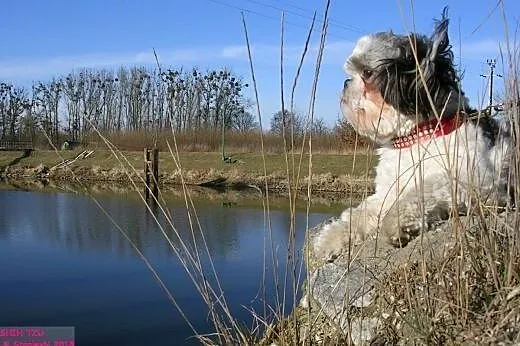 Energiczny i wesoły piesek Shih tzu poszukuje part