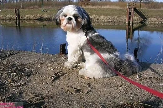 Energiczny i wesoły piesek Shih tzu poszukuje part