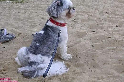 Energiczny i wesoły piesek Shih tzu poszukuje part