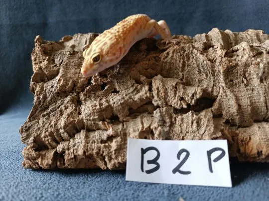Gekon lamparci Id : [B2P] Więcej informacji w opisie, , Mława