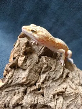 Gekon lamparci Id : [B2P] Więcej informacji w opisie, , Mława