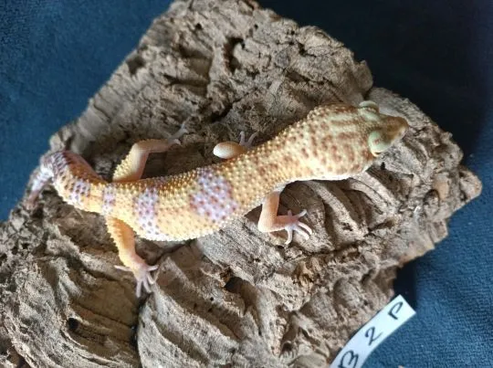 Gekon lamparci Id : [B2P] Więcej informacji w opisie, , Mława