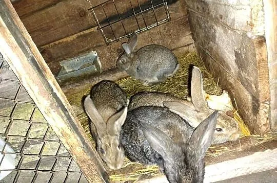 Samiczki po belgu sprzedam, Kujawsko-pomorskie, Turzno