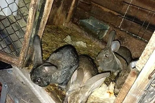 Samiczki po belgu sprzedam, Kujawsko-pomorskie, Turzno
