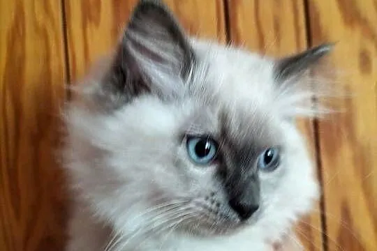 Kocurek Ragdoll FPL, Kujawsko-pomorskie, Bydgoszcz