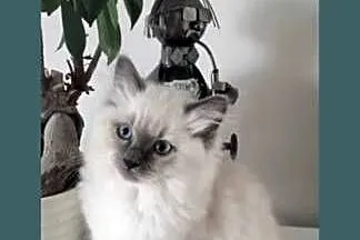 Kocurek Ragdoll FPL, Kujawsko-pomorskie, Bydgoszcz
