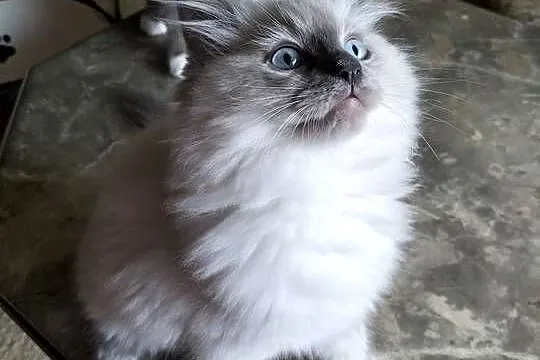 Kocurek Ragdoll FPL, Kujawsko-pomorskie, Bydgoszcz