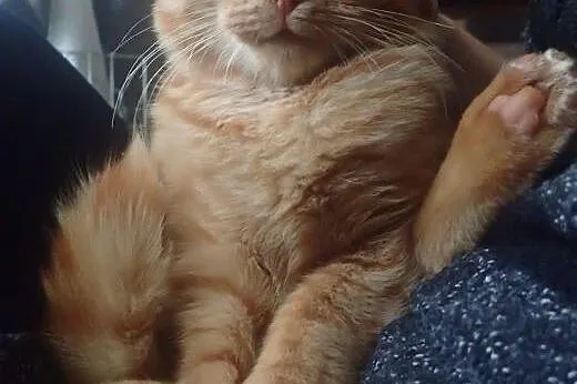 Gibon -4 mies. kotek do adopcji FILMIK, łódzkie Skierniewice