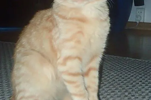 Gibon -4 mies. kotek do adopcji FILMIK,  łódzkie S