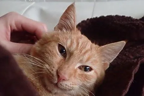 Gibon -4 mies. kotek do adopcji FILMIK,  łódzkie S