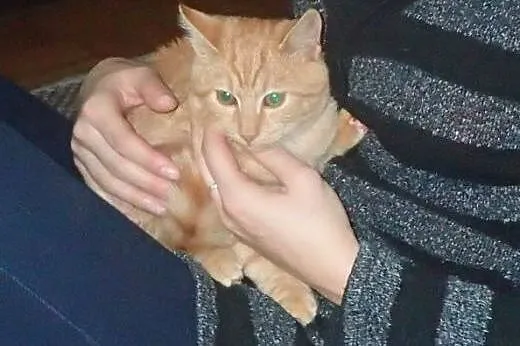 Gibon -4 mies. kotek do adopcji FILMIK,  łódzkie S
