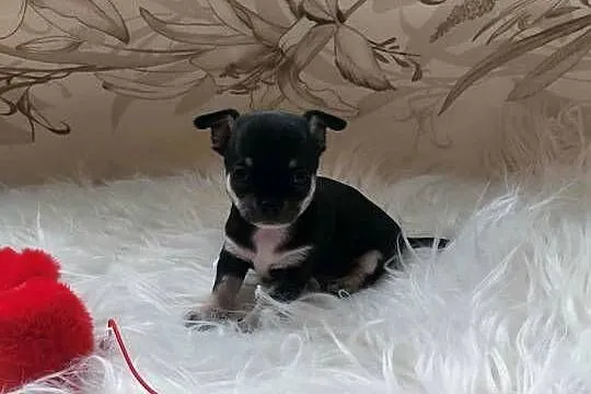 CHIHUAHUA, szczenięta okolice Warszawy