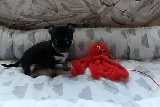 CHIHUAHUA, szczenięta okolice Warszawy, Mazowieckie, Płońsk