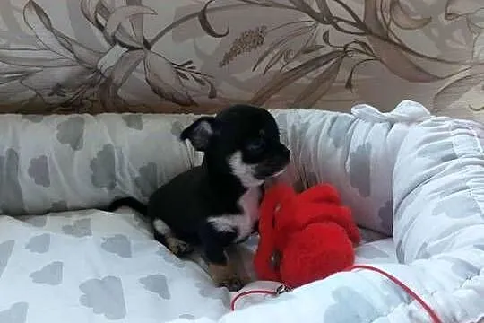 CHIHUAHUA, szczenięta okolice Warszawy, Mazowieckie, Płońsk