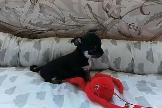 CHIHUAHUA, szczenięta okolice Warszawy, Mazowieckie, Płońsk