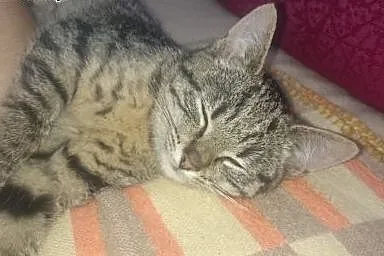Oddam małą kotkę+ bonus opieka na wyjazdy,  pomors