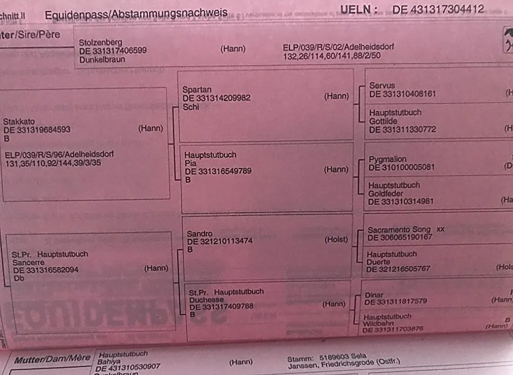 Kupie konia min.170cm, min.4 lata, , GORZÓW