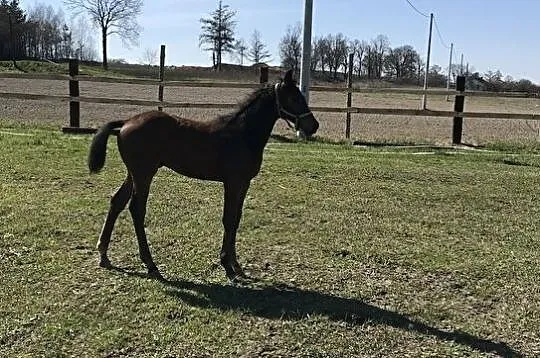 Kupie konia min.170cm, min.4 lata, , GORZÓW