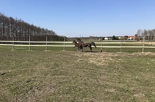 Kupie konia min.170cm, min.4 lata, , GORZÓW