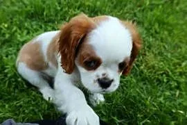 Cavalier King Charles Spaniel dziewczynka
