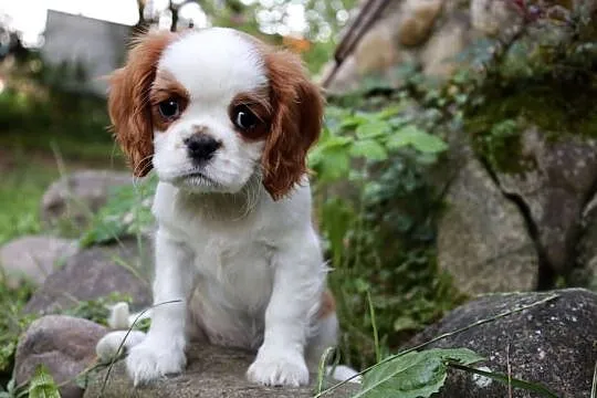 Cavalier King Charles Spaniel dziewczynka, Małopolskie, Szczucin